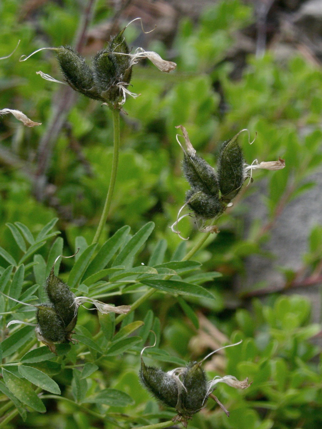 Изображение особи Astragalus suffruticosus.