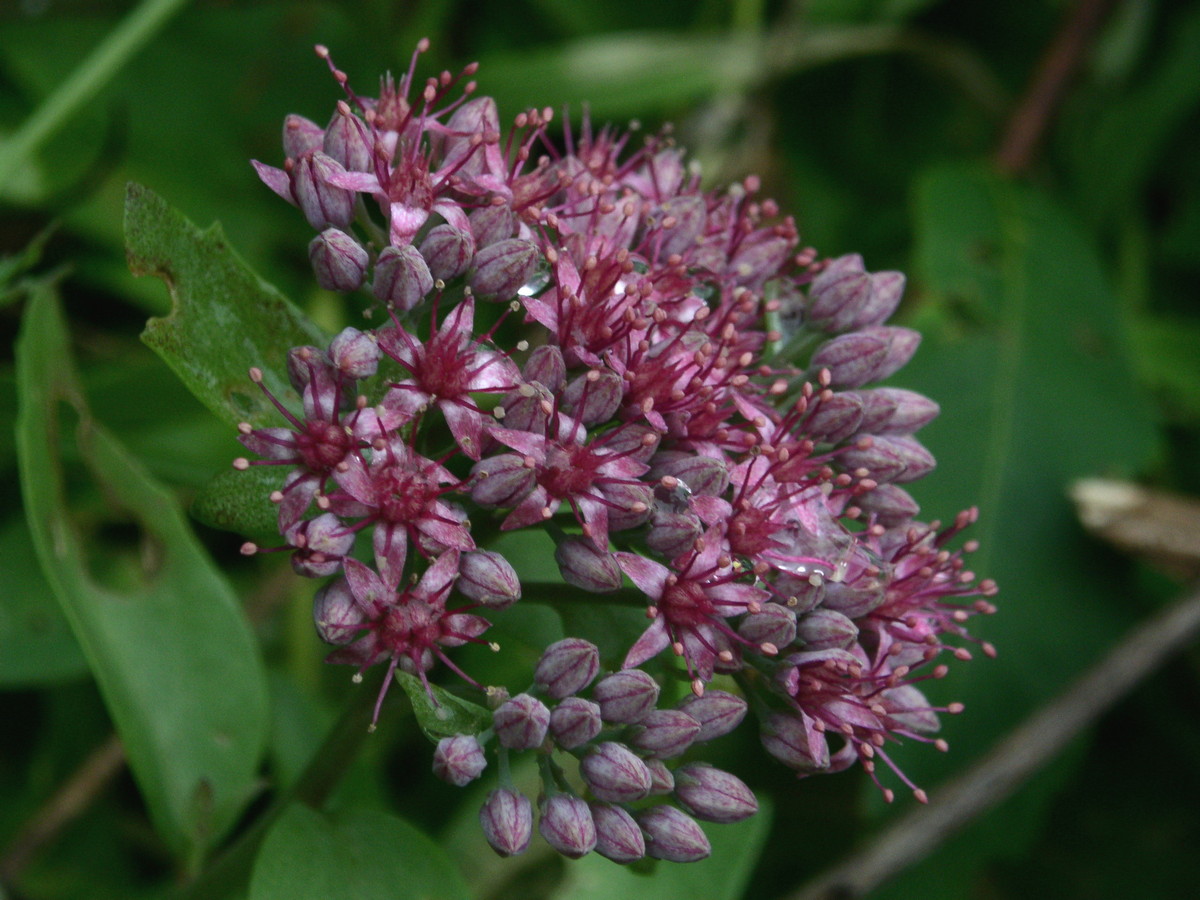 Изображение особи Hylotelephium triphyllum.