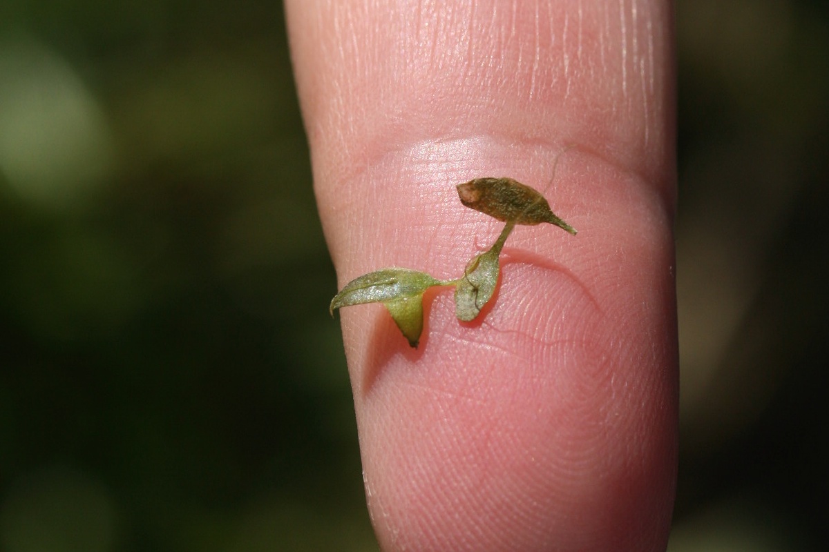 Image of Lemna trisulca specimen.