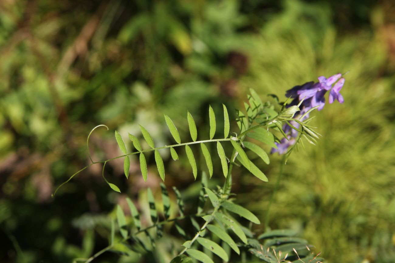 Image of Vicia cracca specimen.