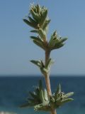 Pyankovia brachiata