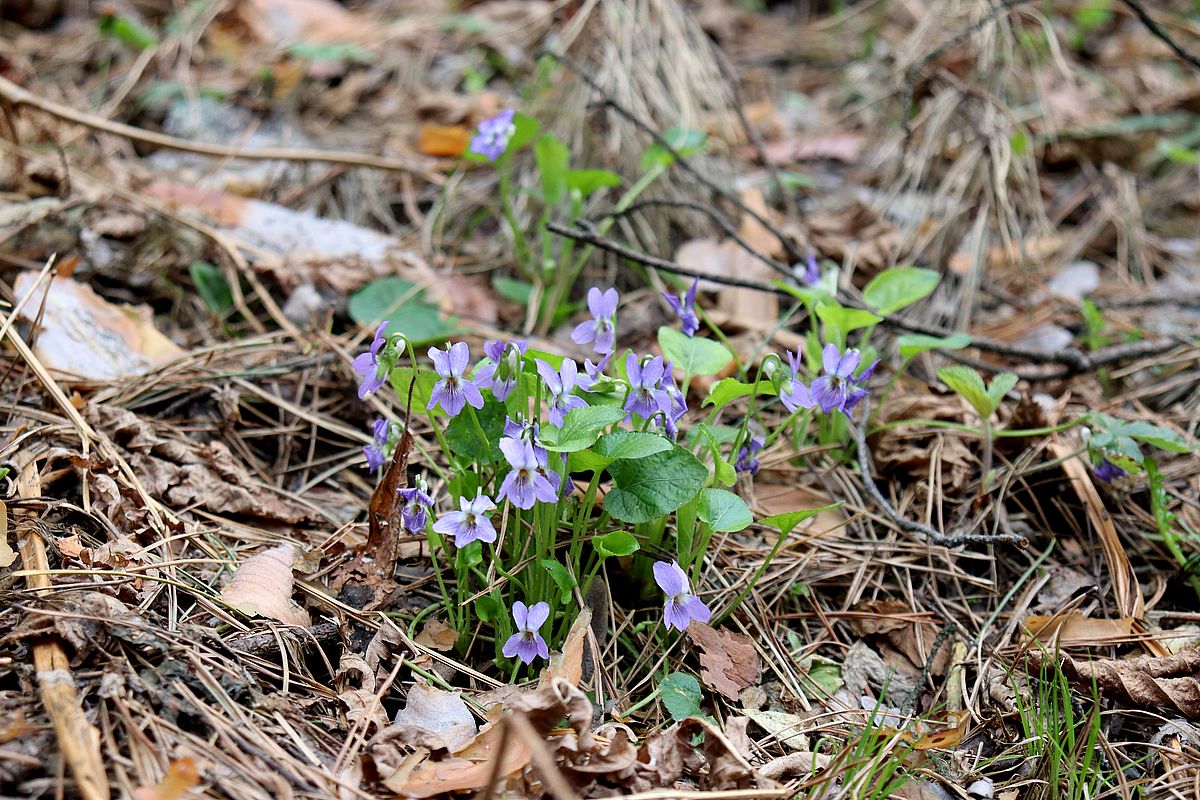Image of genus Viola specimen.