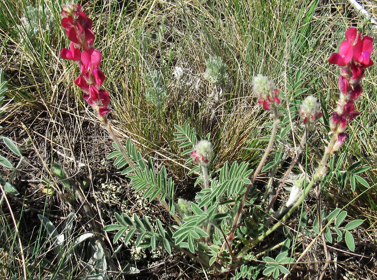 Image of Hedysarum schellianum specimen.