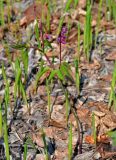 Lathyrus vernus. Расцветающее растение (вокруг видны молодые побеги Convallaria majalis). Самарская обл., Жигулёвский заповедник, гора Стрельная, опушка берёзово-кленового леса. 02.05.2021.