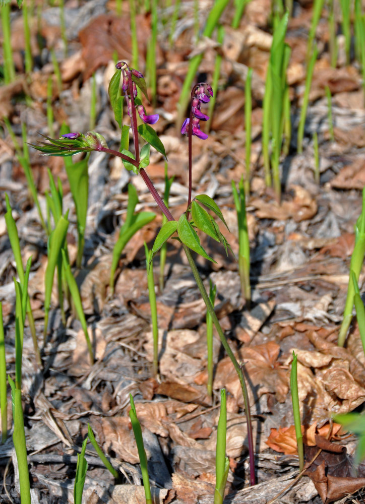 Image of Lathyrus vernus specimen.