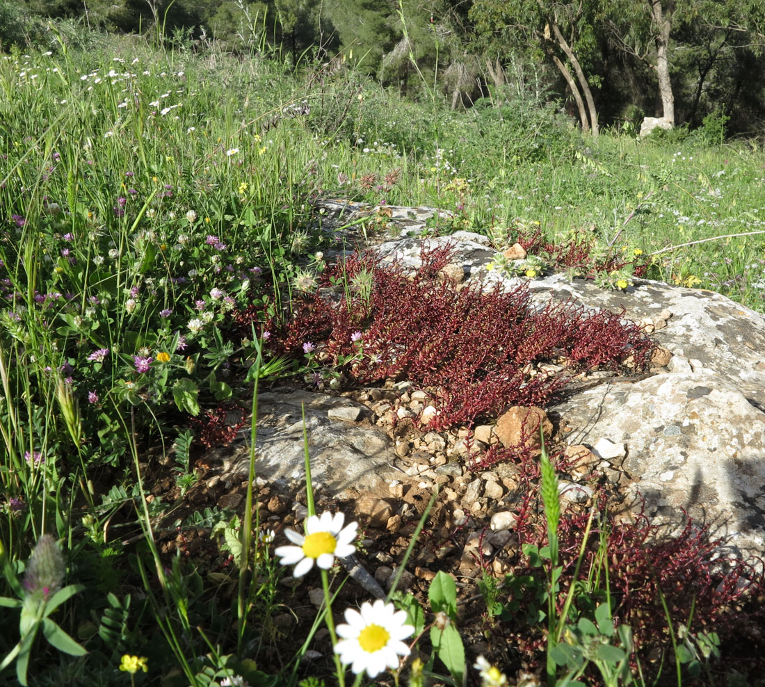 Image of Sedum microcarpum specimen.