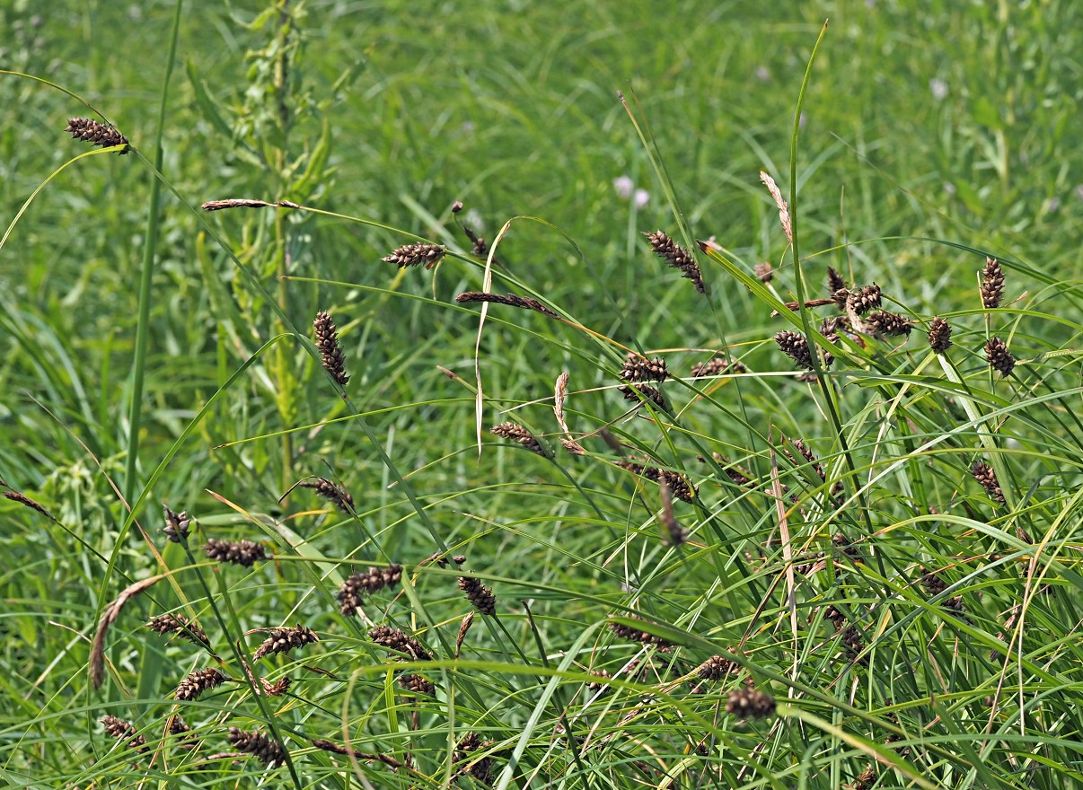 Изображение особи Carex melanostachya.