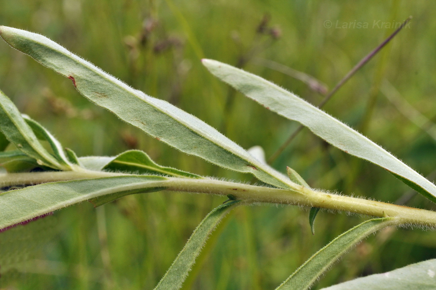 Image of Lysimachia barystachys specimen.