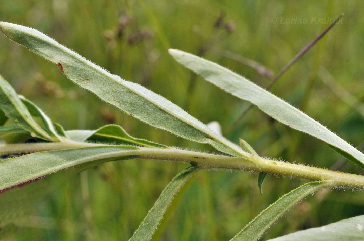 Изображение особи Lysimachia barystachys.