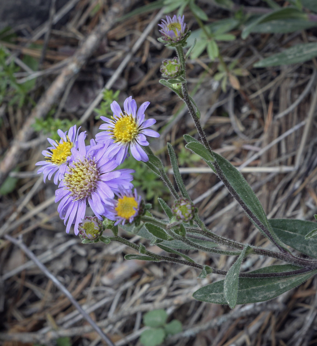 Image of Aster amellus specimen.