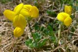 genus Lotus. Соцветия. Бельгия, провинция Эно, окр. коммуны Сен-Гислен, газон на АЗС. 10.07.2010.