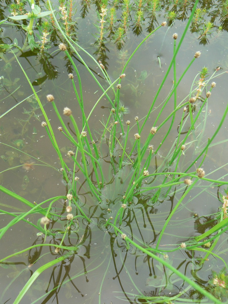 Image of genus Eleocharis specimen.