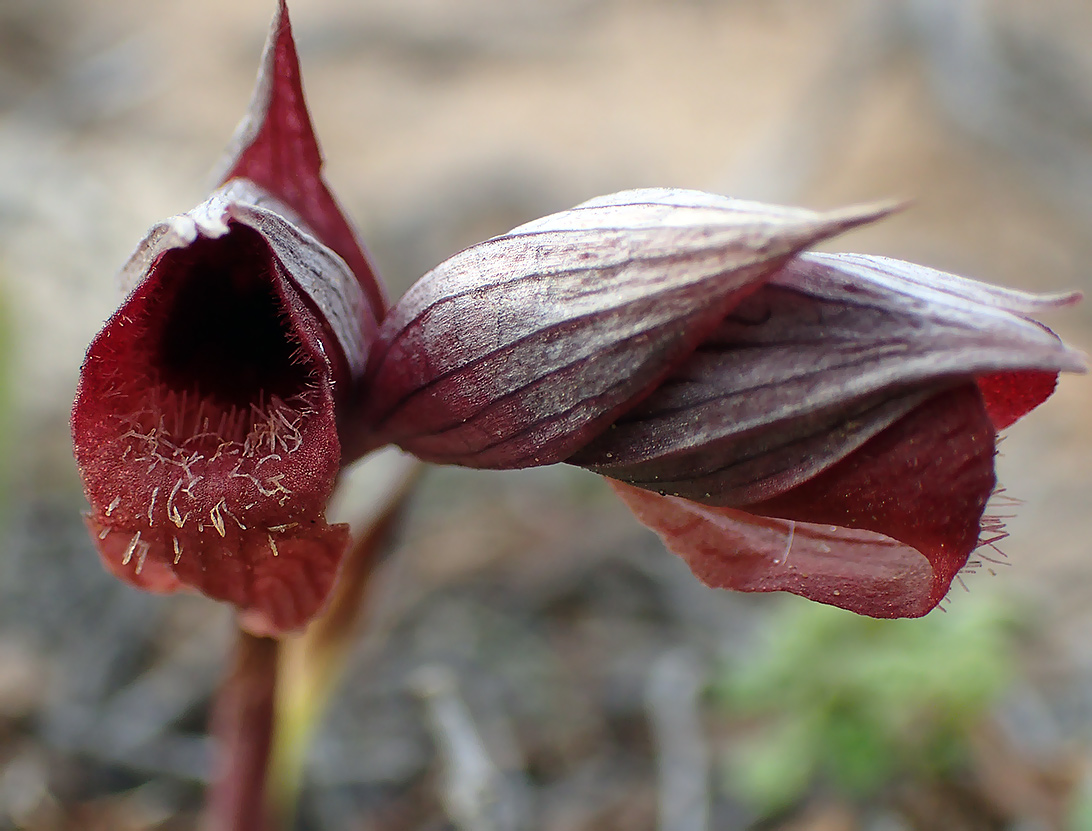 Image of Serapias cordigera specimen.