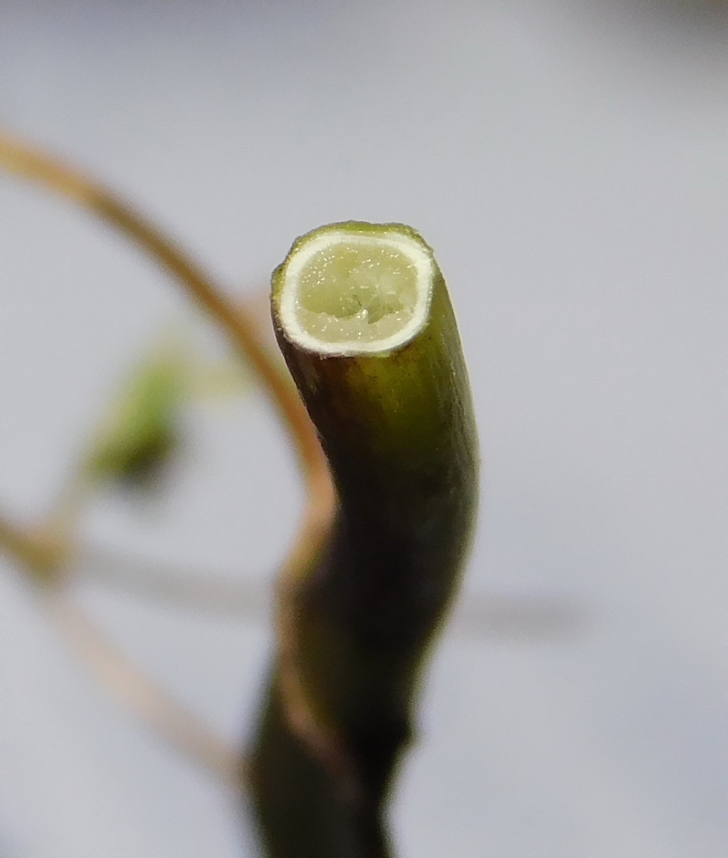 Image of Veronica anagalloides specimen.