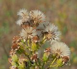 Senecio paucifolius