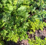 Rubus procerus