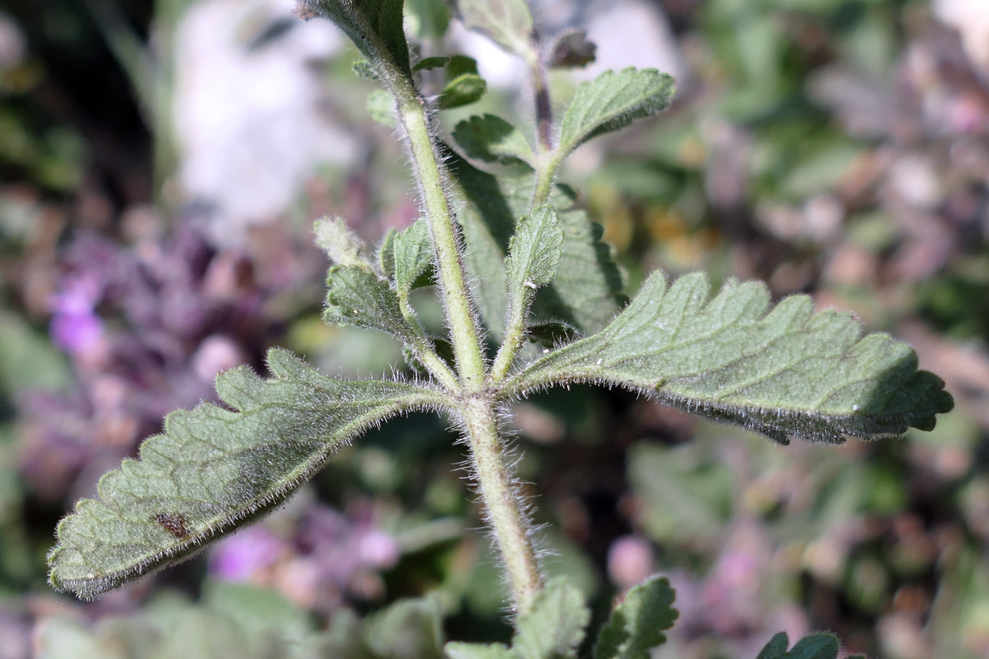 Изображение особи Teucrium chamaedrys.