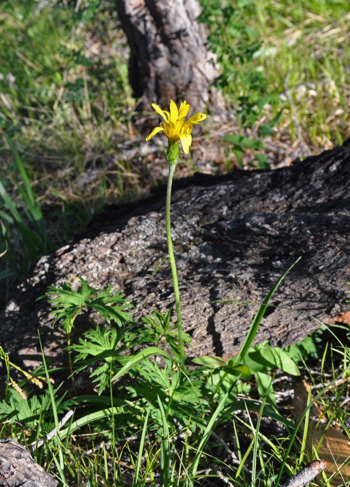 Image of Scorzonera radiata specimen.