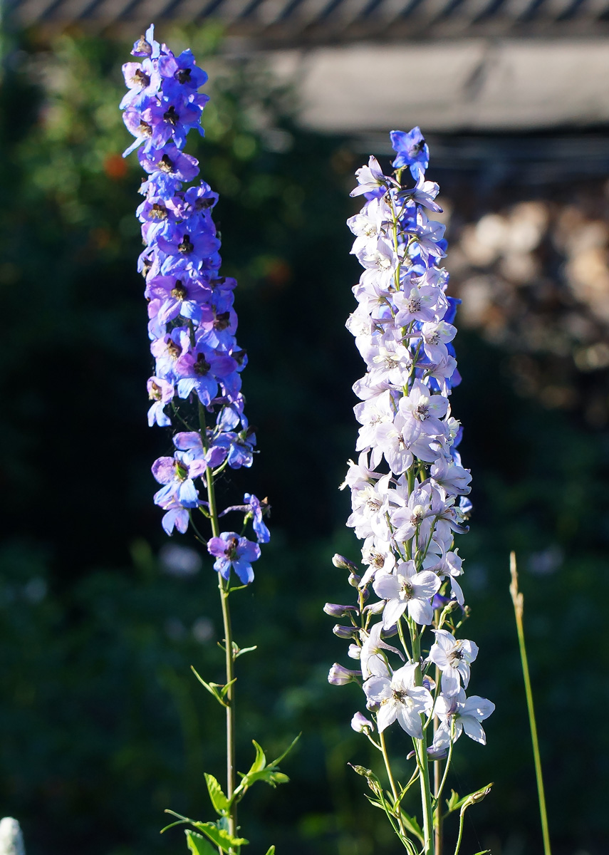 Изображение особи Delphinium elatum.