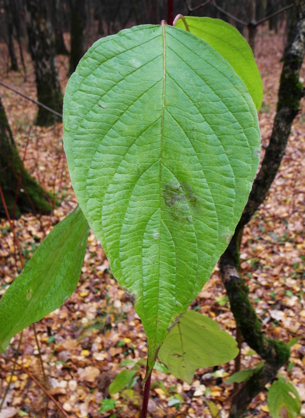 Image of Swida alba specimen.