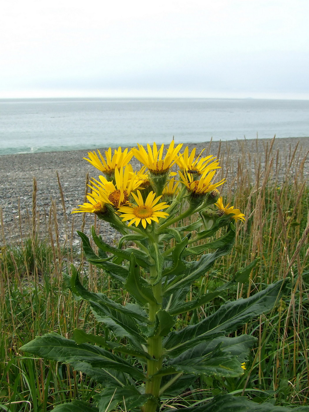 Изображение особи Senecio pseudoarnica.