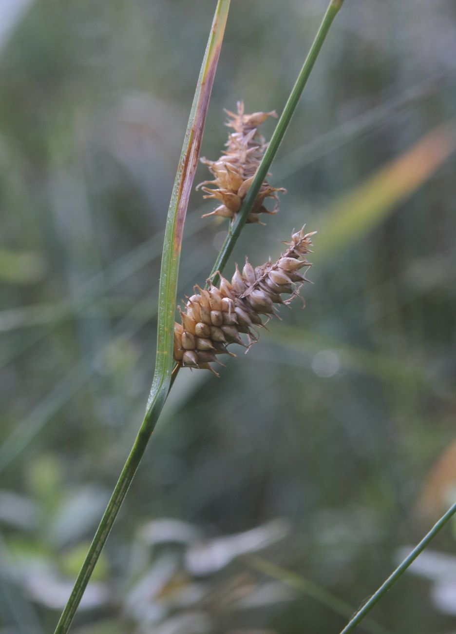 Image of Carex vesicaria specimen.