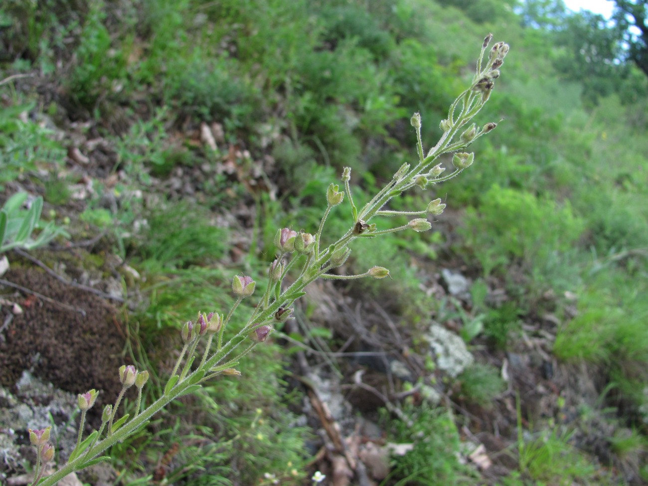 Image of Veronica gentianoides specimen.