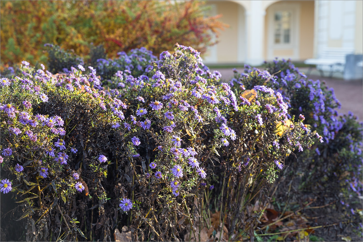 Изображение особи Symphyotrichum novi-belgii.