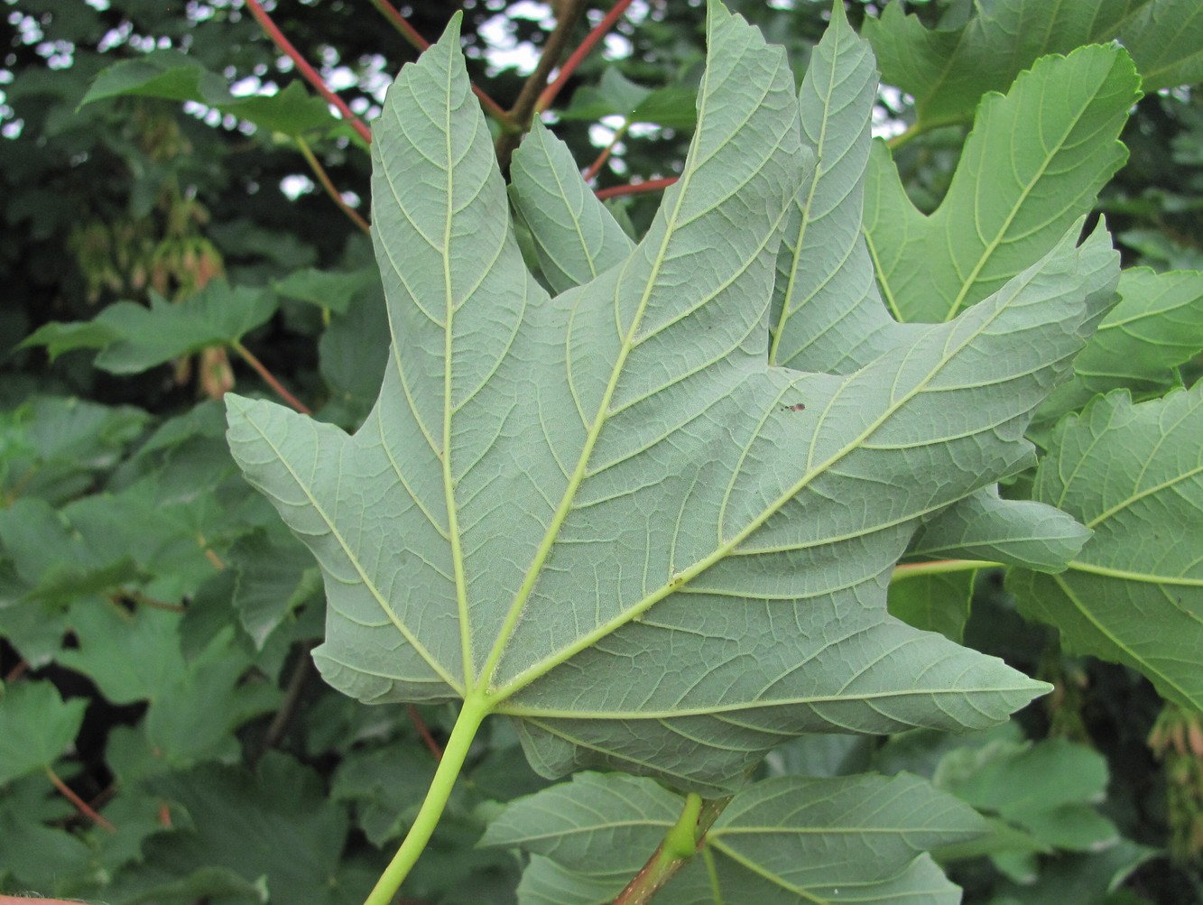 Image of Acer pseudoplatanus specimen.