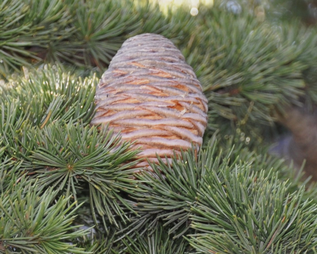 Image of Cedrus atlantica specimen.