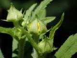 Geum urbanum. Бутоны. Москва, заказник \"Тёплый Стан\", смешанный лес. 18.06.2021.