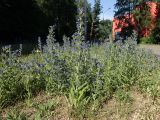 Echium vulgare