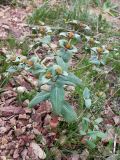 Euphorbia rapulum