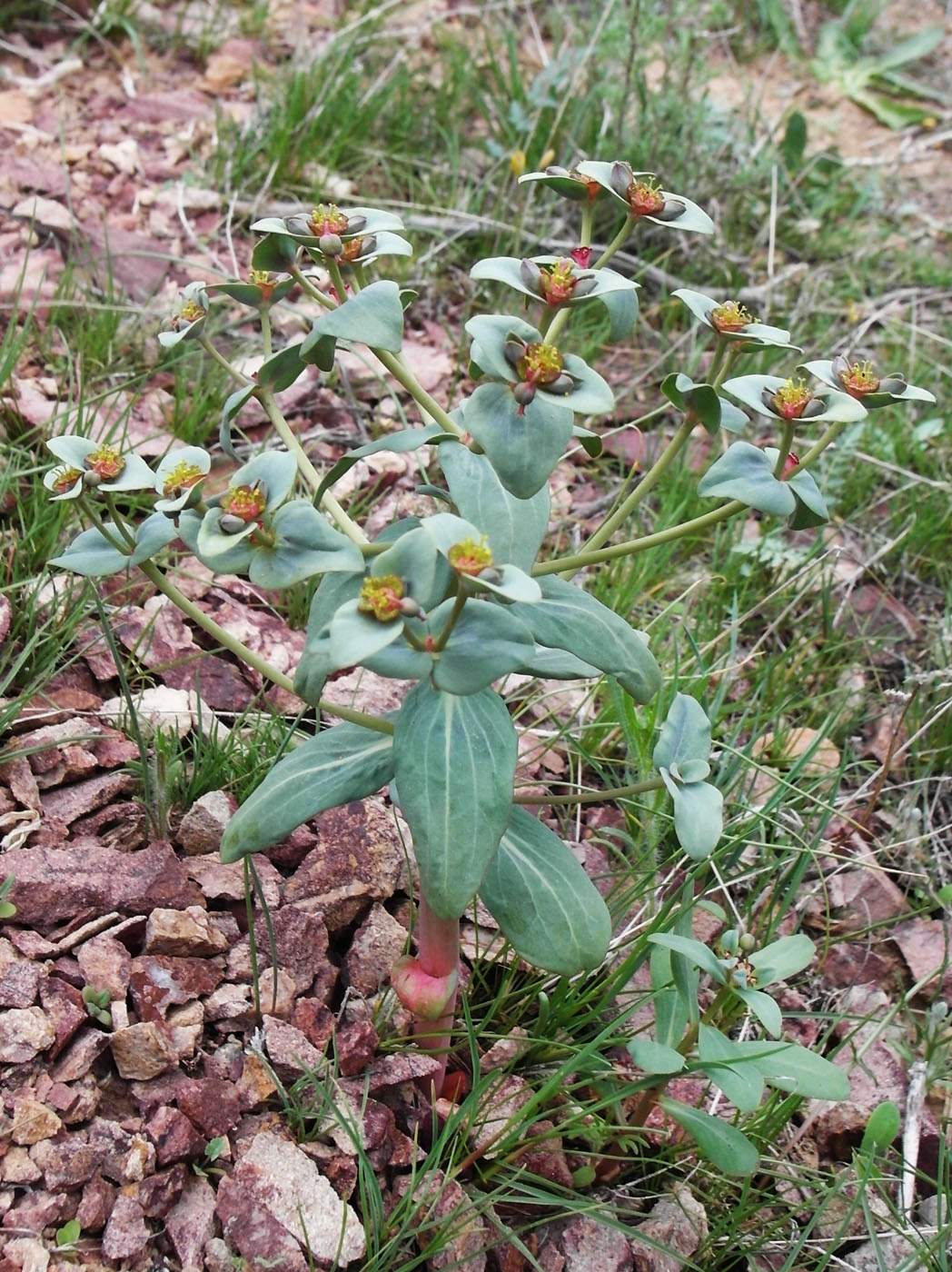 Изображение особи Euphorbia rapulum.