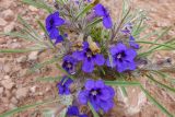 Aptosimum lineare