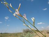 Astragalus eremospartoides. Цветоносные побеги с цветками. Южный Казахстан, Жамбылская обл., Жамбылский р-н, 4 км к северу от с. Каракемер, Талас-Ассинское междуречье, пески. 15 мая 2022 г.