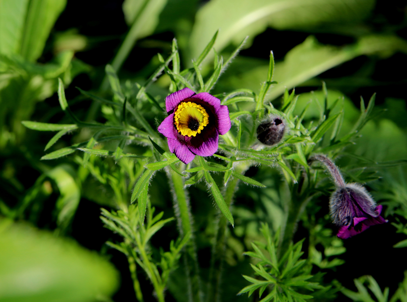 Изображение особи Pulsatilla regeliana.