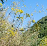 Ferula tingitana. Верхушка побега с соцветиями. Израиль, Верхняя Галилея, западная часть, крепость крестоносцев Монфорт, склон западной экспозиции. 19.05.2022.