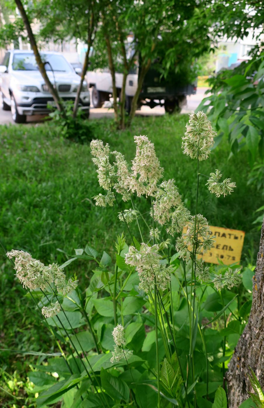 Изображение особи Dactylis glomerata.