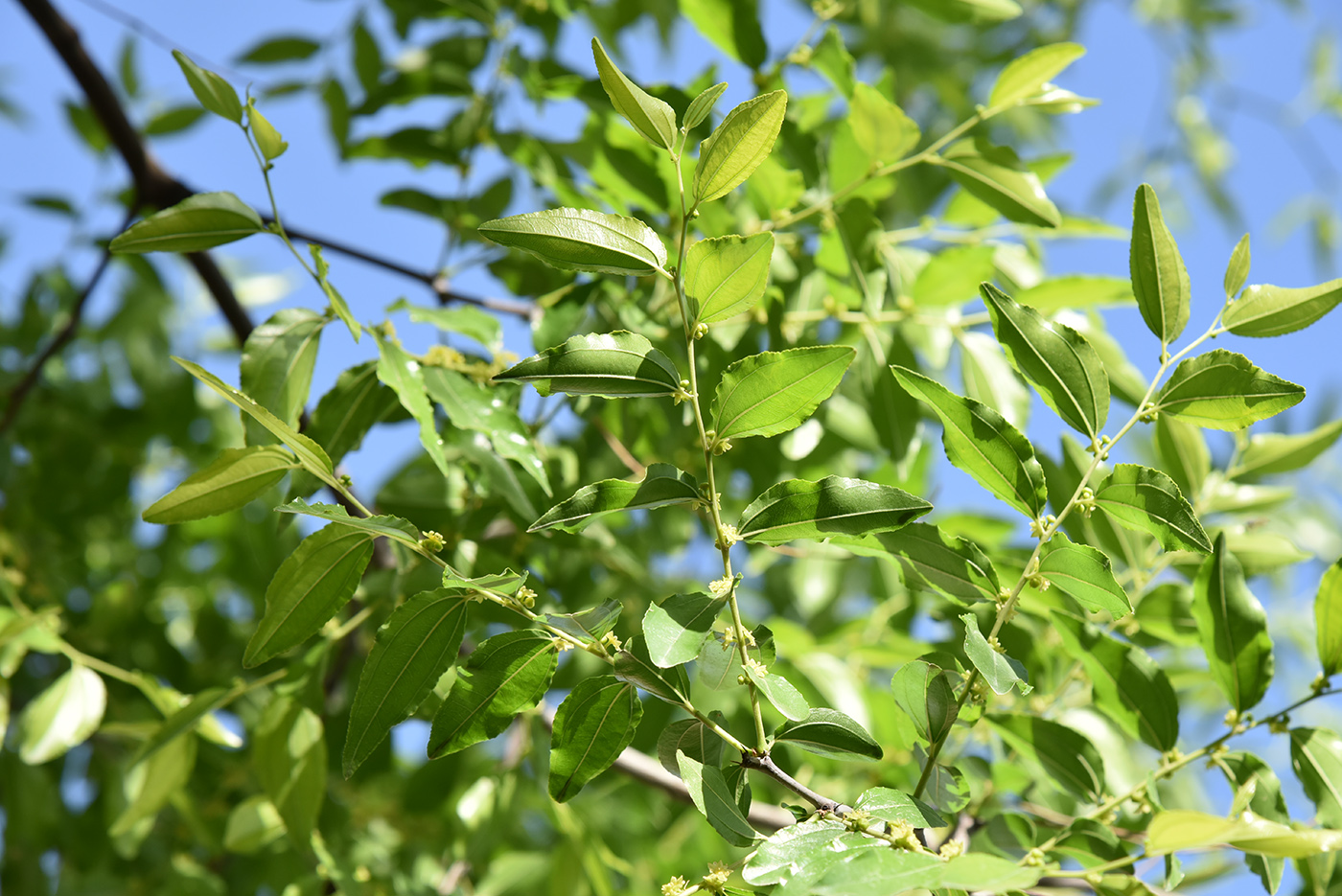 Изображение особи Ziziphus jujuba.