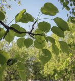 род Pyrus. Верхушка веточки (видна абаксиальная поверхность листьев). Владимирская обл., г. Александров, Владимирская обл., г. Александров, заброшенный парк, в культуре. 18.06.2022.