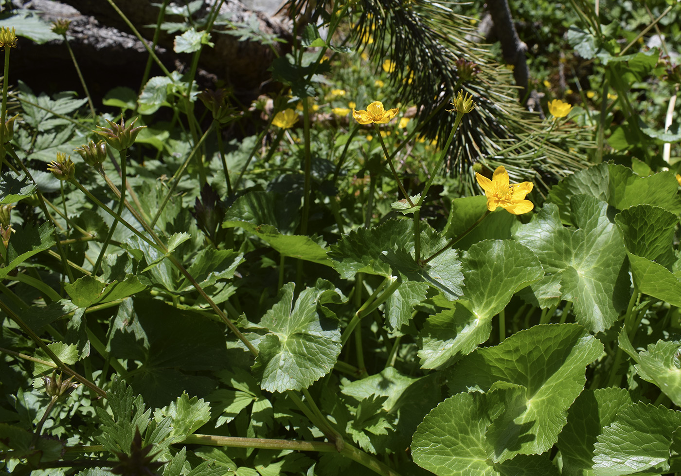 Изображение особи Caltha palustris.