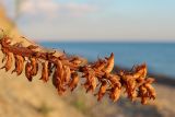 Orobanche laxissima. Верхушка побега с засохшими цветками. Краснодарский край, м/о г. Новороссийск, ур. Широкая Балка, глинистый склон над пляжем. 23.07.2022.