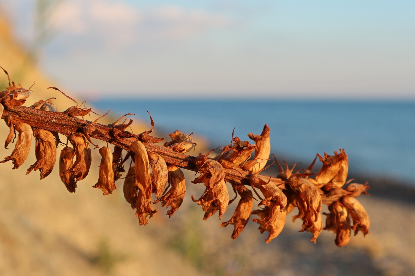 Image of Orobanche laxissima specimen.