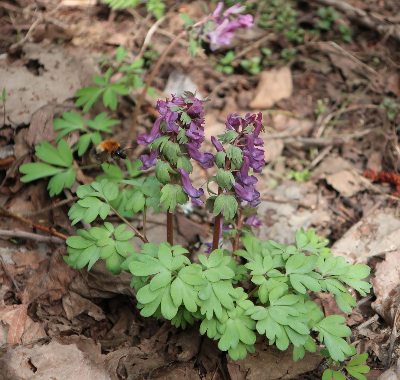 Image of Corydalis solida specimen.