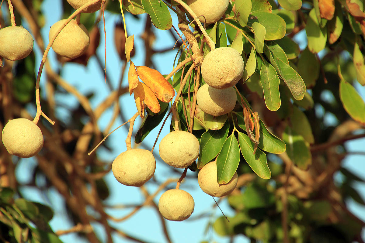 Image of familia Sapindaceae specimen.