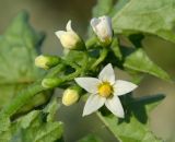 род Solanum. Соцветие с цветками и бутонами. Тульская обл., Плавский р-н, окр. пос. Молочные Дворы, дачный участок. 24.08.2022.