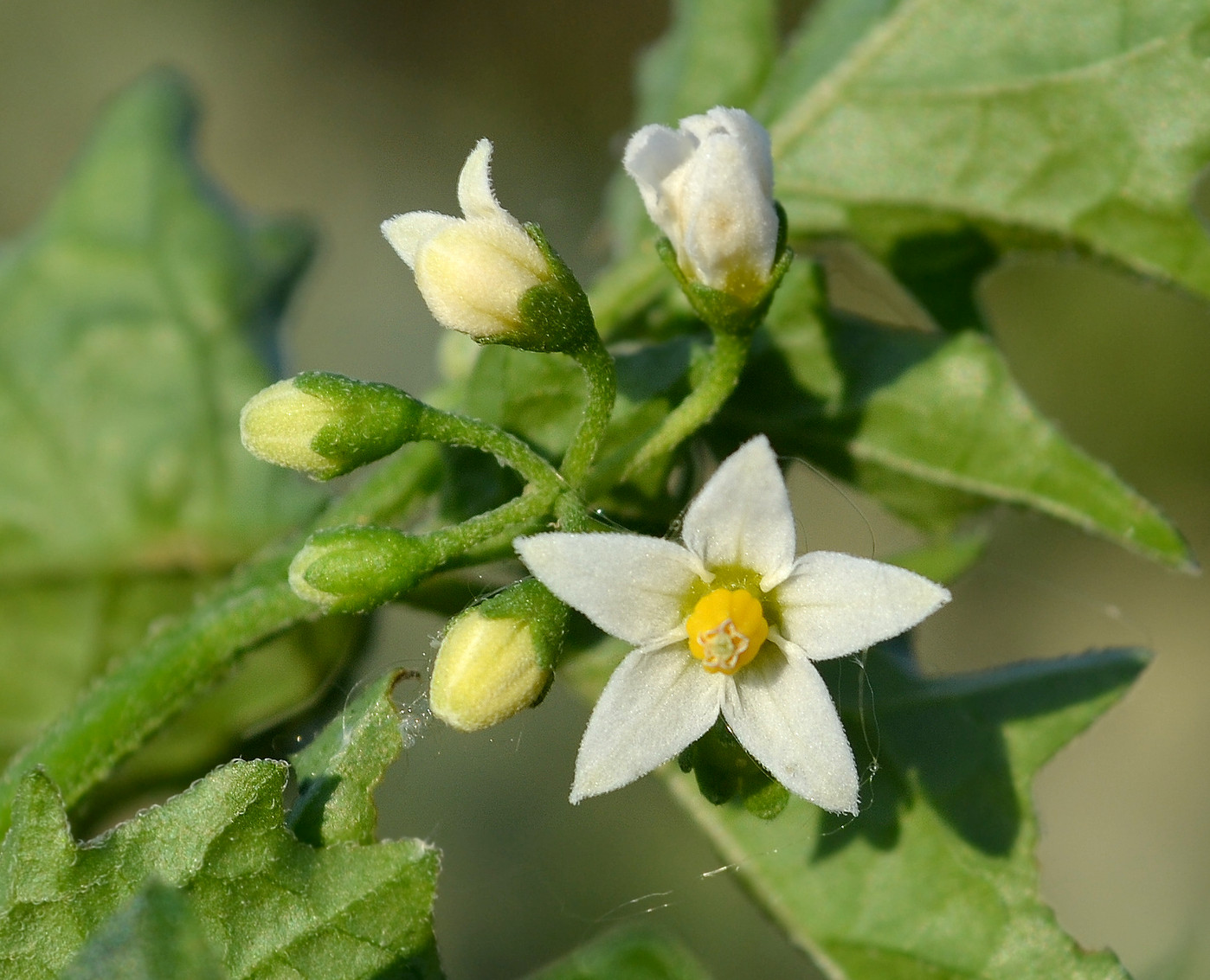 Изображение особи род Solanum.