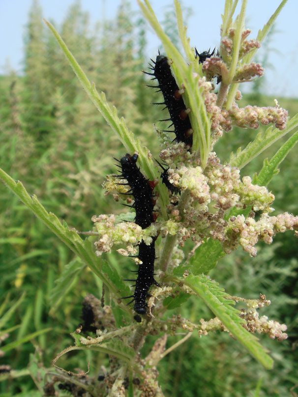 Image of Urtica angustifolia specimen.