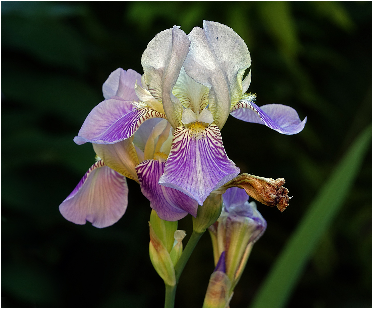 Изображение особи Iris &times; hybrida.